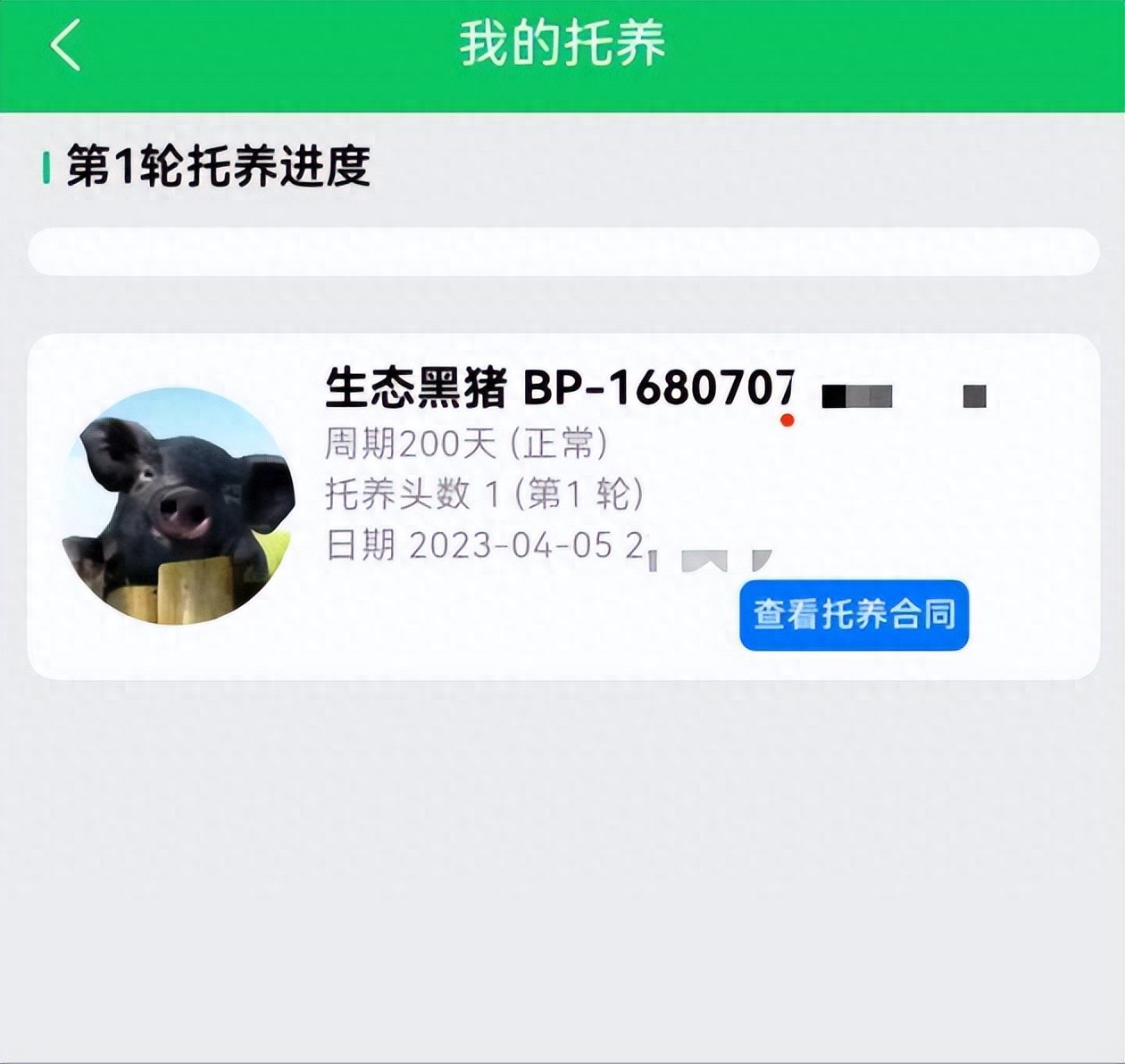 认养黑猪返利20%?“庞博集团”传销案始末:披着农业外衣的资金陷阱