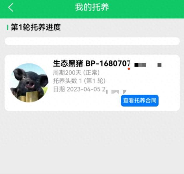 认养黑猪返利20%?“庞博集团”传销案始末:披着农业外衣的资金陷阱